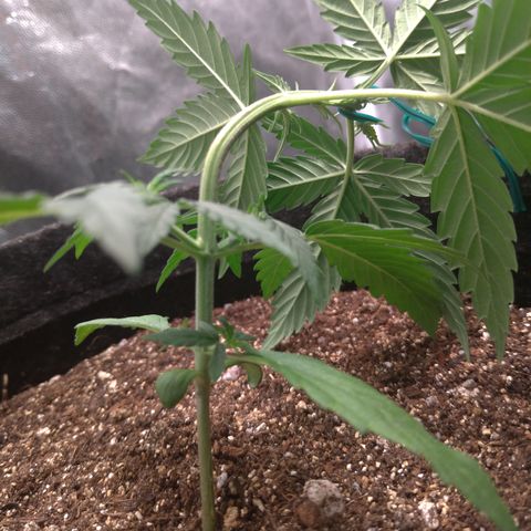 LemonHaze#2 growlog timeline photo