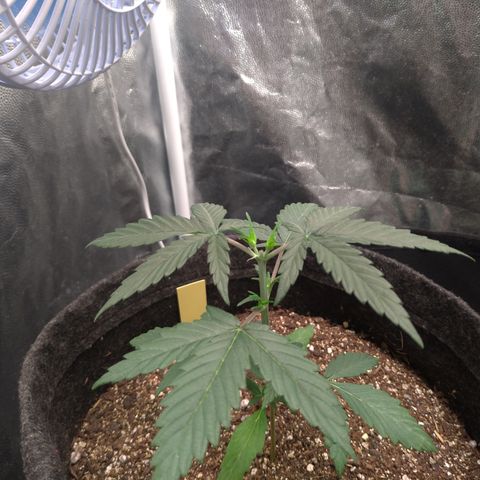 LemonHaze#2 growlog timeline photo