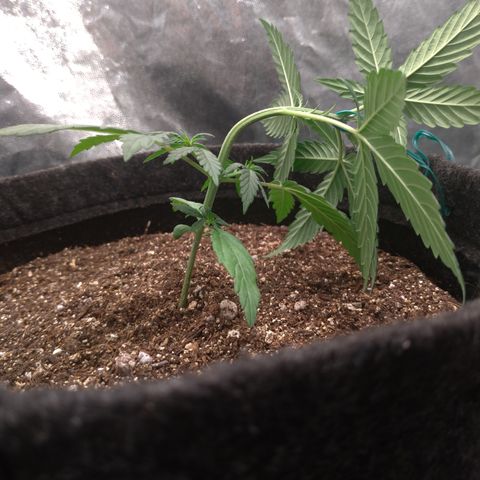 LemonHaze#2 growlog timeline photo