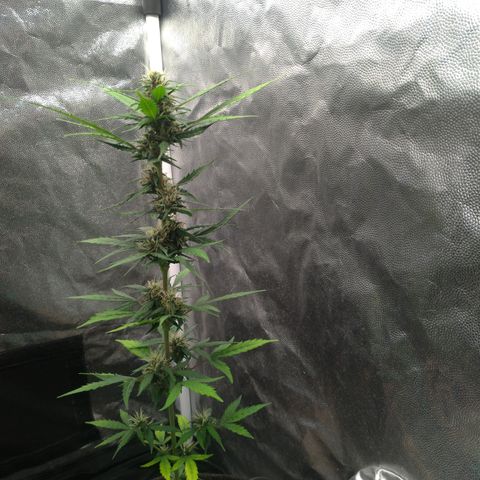 LondonCheese#1 growlog timeline photo