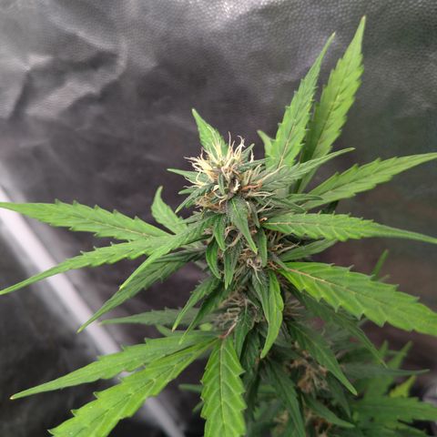 LondonCheese#1 growlog timeline photo