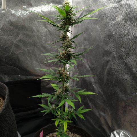 LondonCheese#1 growlog timeline photo