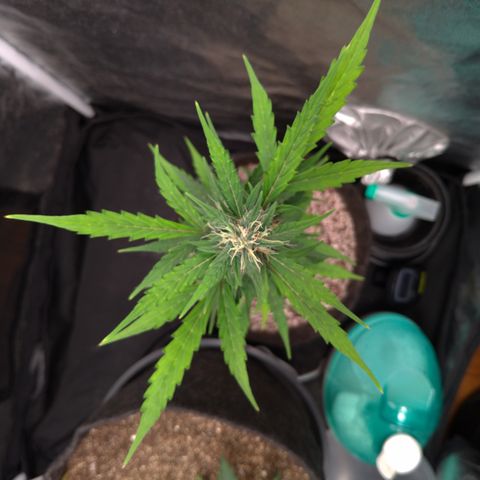 LondonCheese#1 growlog timeline photo