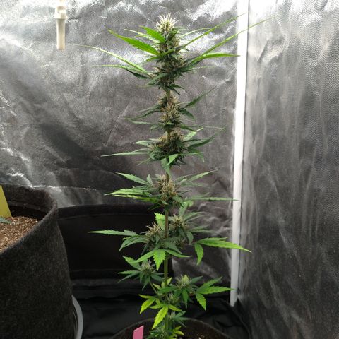 LondonCheese#1 growlog timeline photo
