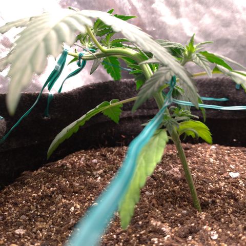 LemonHaze#2 growlog timeline photo