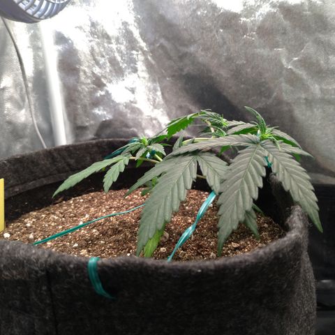 LemonHaze#2 growlog timeline photo