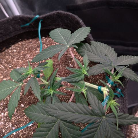 LemonHaze#2 growlog timeline photo