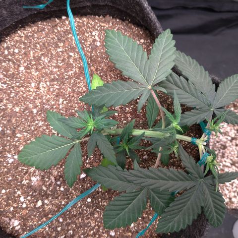 LemonHaze#2 growlog timeline photo