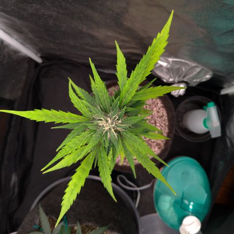 LondonCheese#1 growlog timeline photo