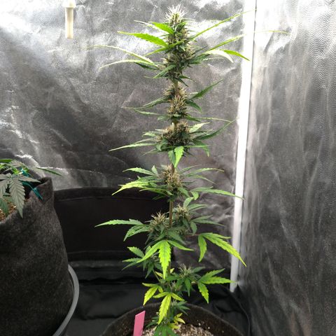 LondonCheese#1 growlog timeline photo