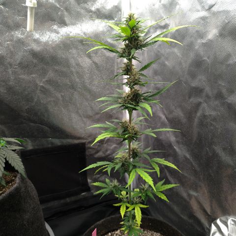 LondonCheese#1 growlog timeline photo