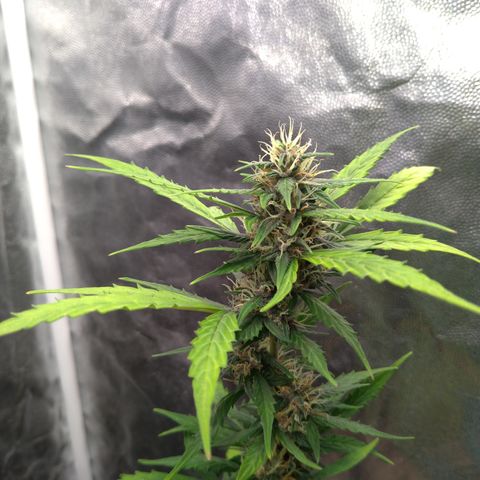 LondonCheese#1 growlog timeline photo