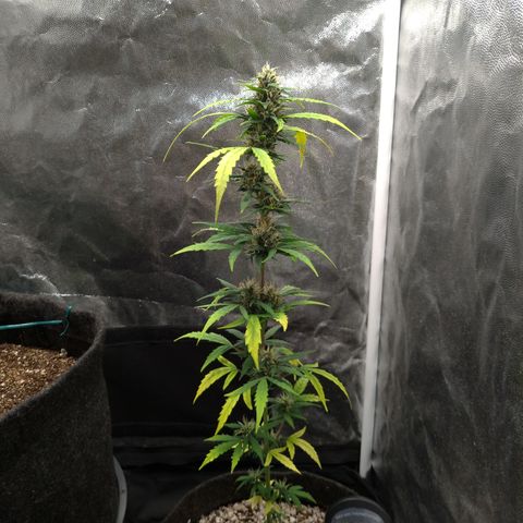 LondonCheese#1 growlog timeline photo