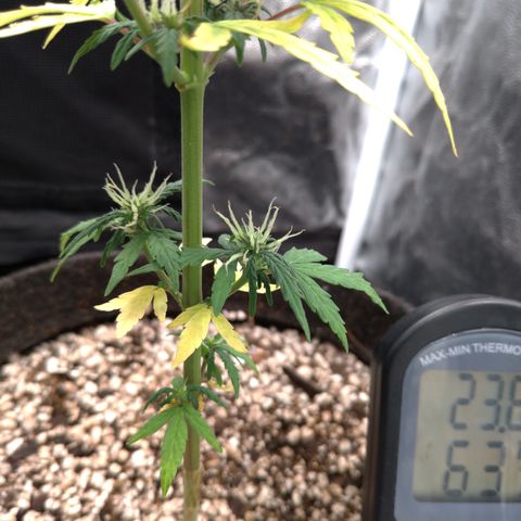 LondonCheese#1 growlog timeline photo