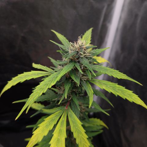 LondonCheese#1 growlog timeline photo