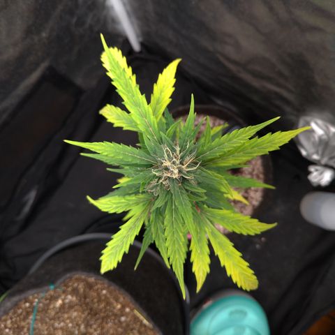 LondonCheese#1 growlog timeline photo