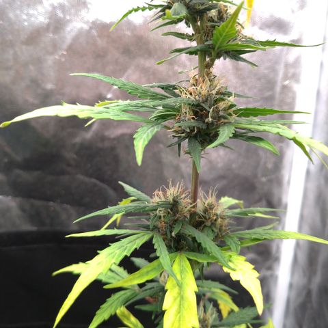 LondonCheese#1 growlog timeline photo