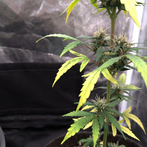 LondonCheese#1 growlog timeline photo