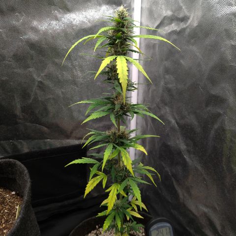 LondonCheese#1 growlog timeline photo