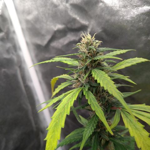 LondonCheese#1 growlog timeline photo