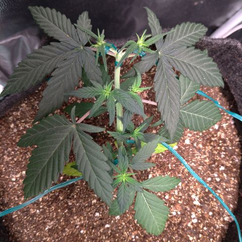 LemonHaze#2 growlog timeline photo
