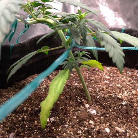 LemonHaze#2 growlog timeline photo