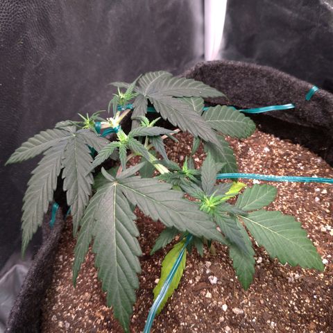 LemonHaze#2 growlog timeline photo
