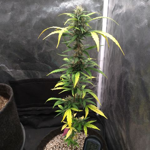 LondonCheese#1 growlog timeline photo