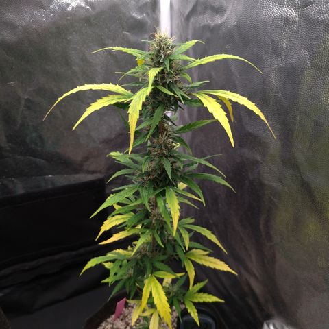 LondonCheese#1 growlog timeline photo