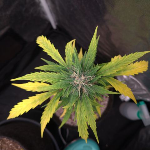 LondonCheese#1 growlog timeline photo