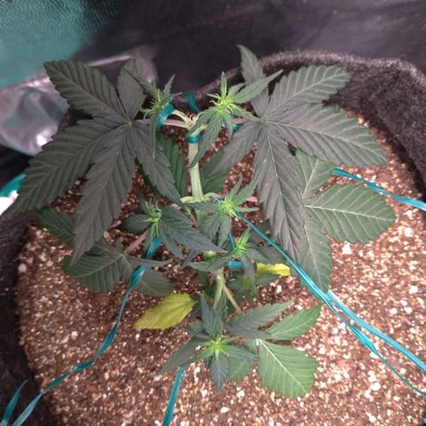 LemonHaze#2 growlog timeline photo