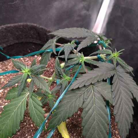 LemonHaze#2 growlog timeline photo
