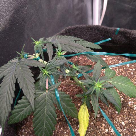 LemonHaze#2 growlog timeline photo