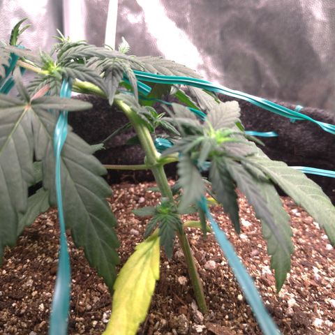 LemonHaze#2 growlog timeline photo