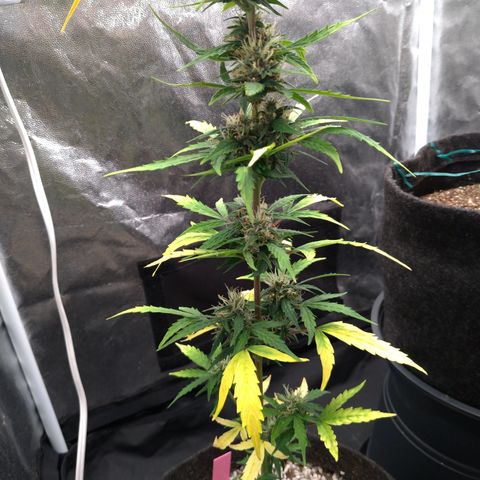LondonCheese#1 growlog timeline photo