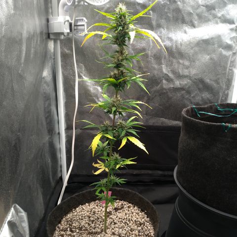LondonCheese#1 growlog timeline photo