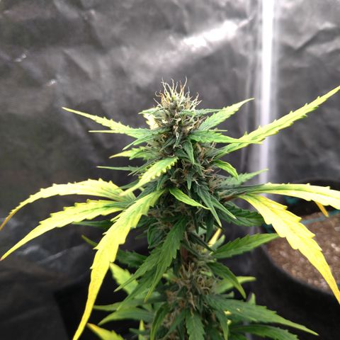 LondonCheese#1 growlog timeline photo