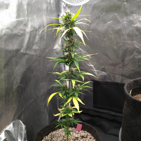 LondonCheese#1 growlog timeline photo