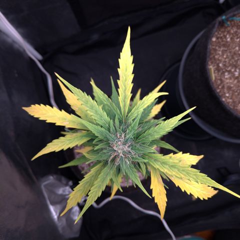 LondonCheese#1 growlog timeline photo
