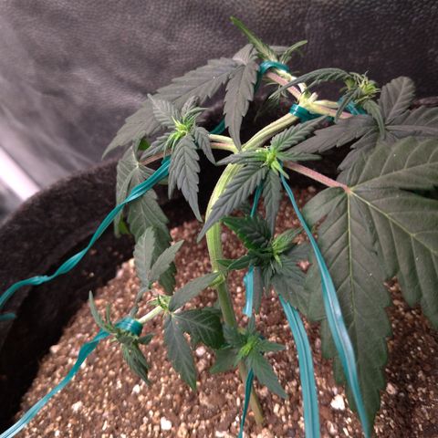 LemonHaze#2 growlog timeline photo
