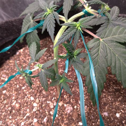 LemonHaze#2 growlog timeline photo