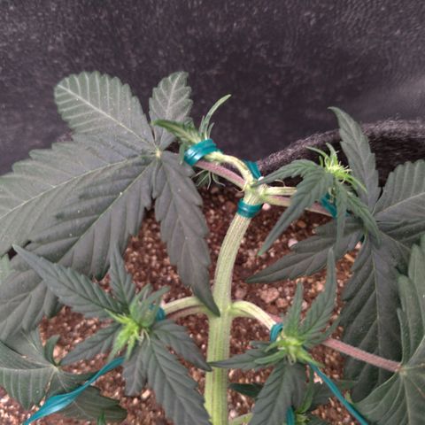 LemonHaze#2 growlog timeline photo