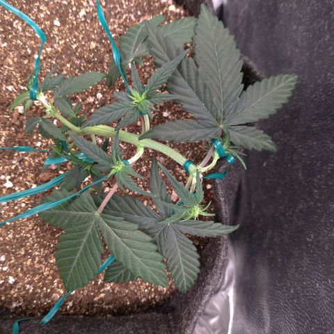 LemonHaze#2 growlog timeline photo