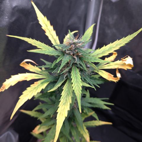 LondonCheese#1 growlog timeline photo