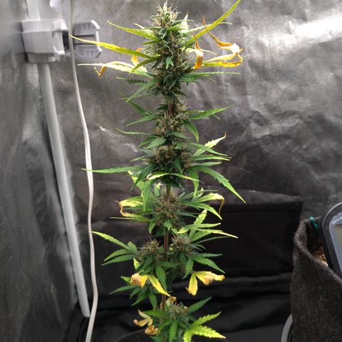 LondonCheese#1 growlog timeline photo