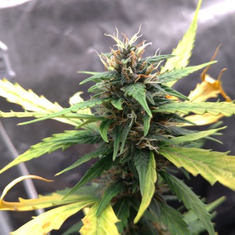 LondonCheese#1 growlog timeline photo