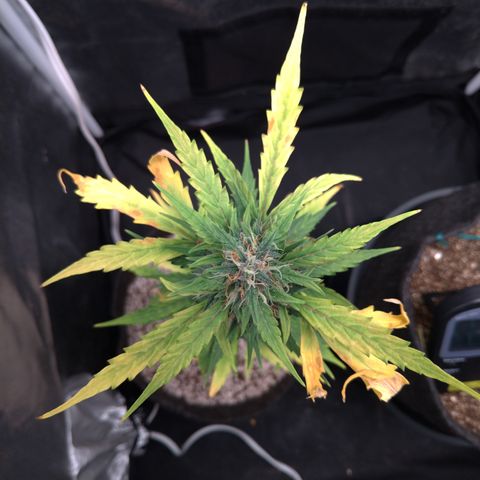 LondonCheese#1 growlog timeline photo