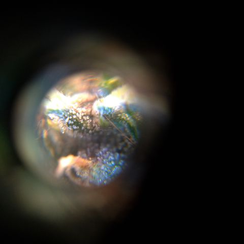 LondonCheese#1 growlog timeline photo