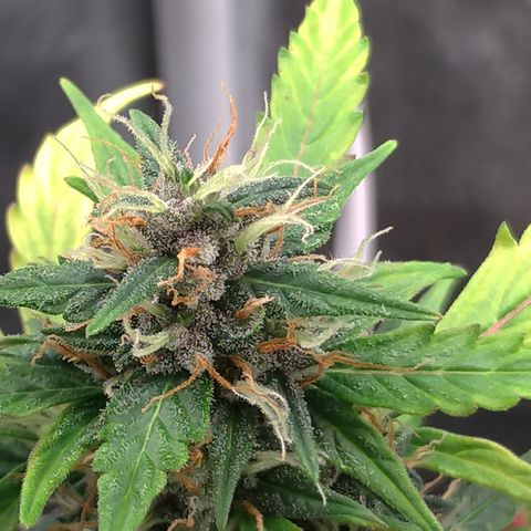 LondonCheese#1 growlog timeline photo