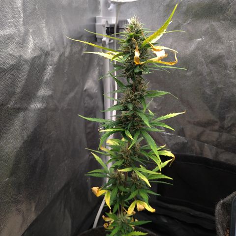 LondonCheese#1 growlog timeline photo